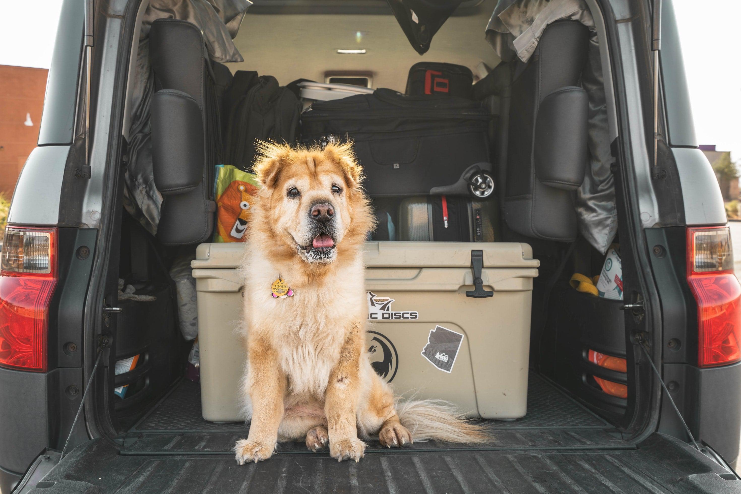 Dog ready for travel